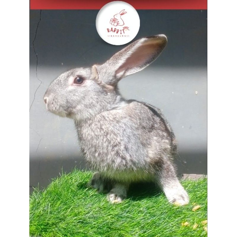 Indukan Jantan Kelinci Lokal Siap Breed | Rumah Kelinci Bandung