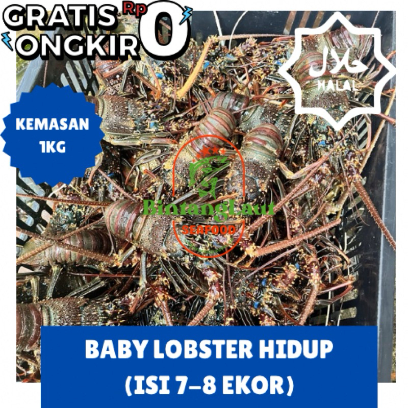 LOBSTER LAUT HIDUP / LOBSTER HIDUP 1KG