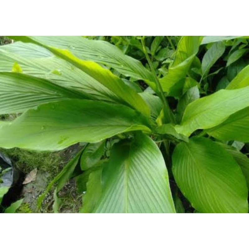 

daun kunyit segar asli baru petik 500gr