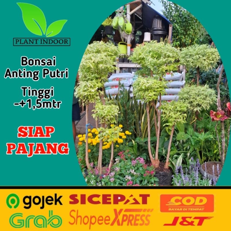 Bonsai Anting Putri 1,3 Meter Tanaman Hias Bonsai Anting Putri Bonsai Taman Bonsai Murah