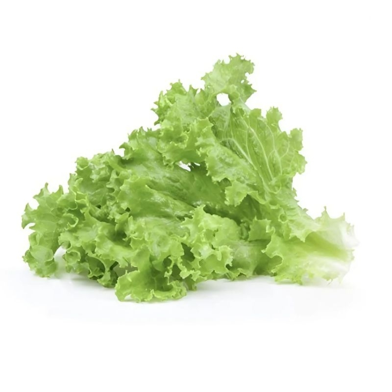 

Daun Selada 1 Ikat