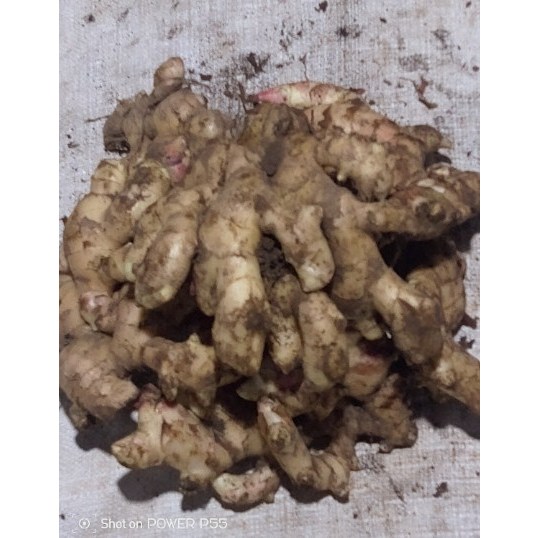 

COD 1 kg Jahe Gajah Segar / 1 kg Natural Fresh Elephant Ginger