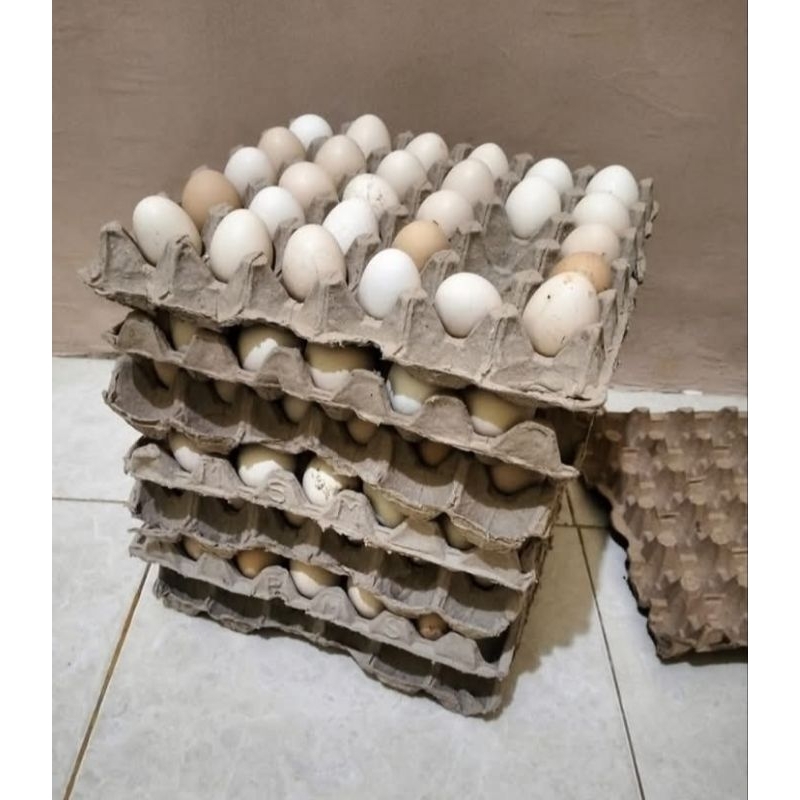 

Telur Ayam Kampung Murah