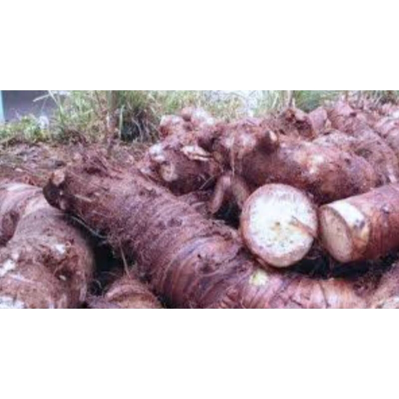 Umbi Talas Beneng Asli Kualitas Super Berat 1kg