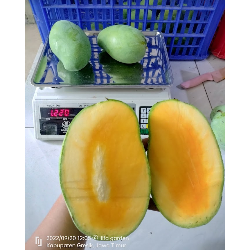 

MANGGA HARUM MANIS/GADUNG 1KG isi 2-3-4 bisa request