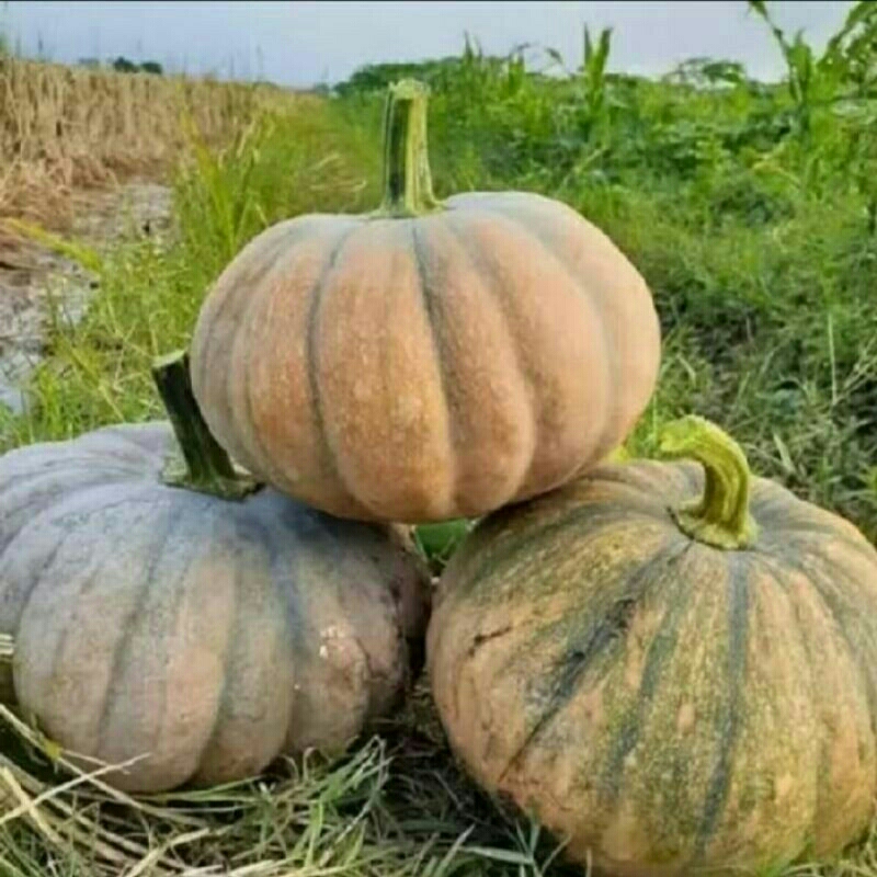 

waluh jumbo waluh kuning buat di bubur...di pasak serbaguna