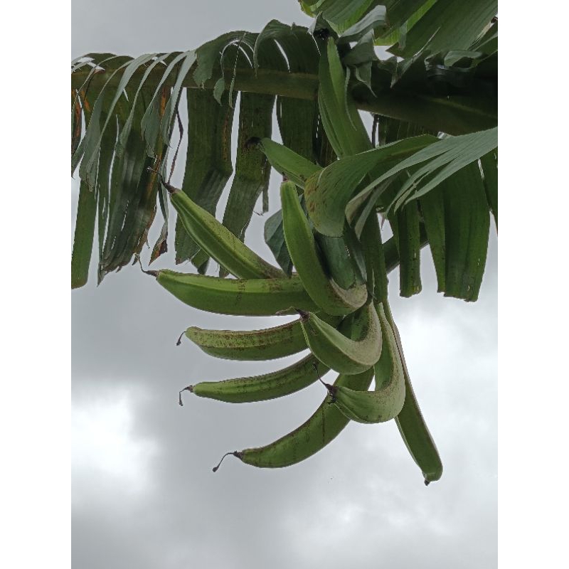 

Pisang tanduk asli lampung murah