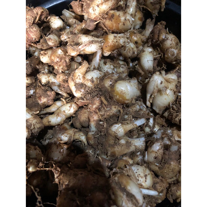 

Kencur segar kencur muda segar 1kg