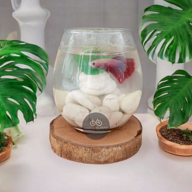 Paket Aquarium Mini Cupang | Aquarium Cupang | Tank Ikan Cupang | Aquascape |