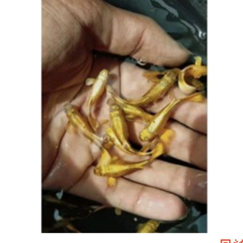 parfum ikan Guppy full gold line Vietnam SEPASANG hiasan aquarium