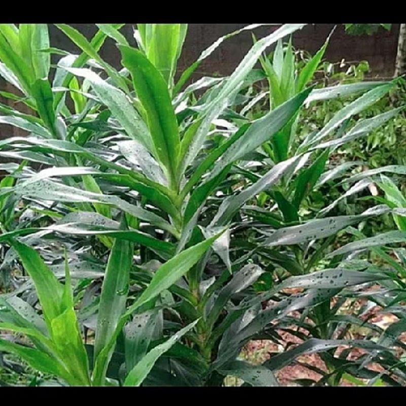 

1KG DAUN SUJI SEGAR