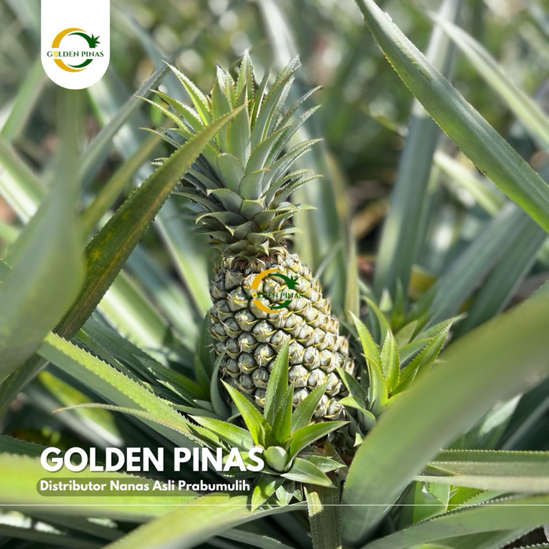 

(Eceran) Nanas Sumatera Asli Prabumulih UK Besar - Golden Pinas