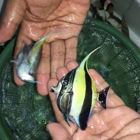 Ikan Hias Moris Air Laut