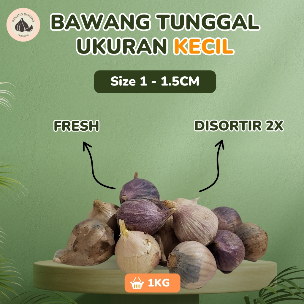 

Bawang Putih Tunggal Lanang Jamin Bagus dan Fresh Mini Size 1 - 1.5 CM 1KG / 500 GR