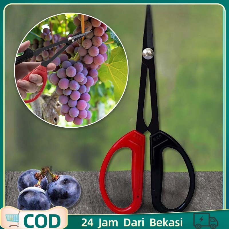 Gunting Bonsai Stainless Gunting Prunning Bonsai Gunting Dahan Bonsai