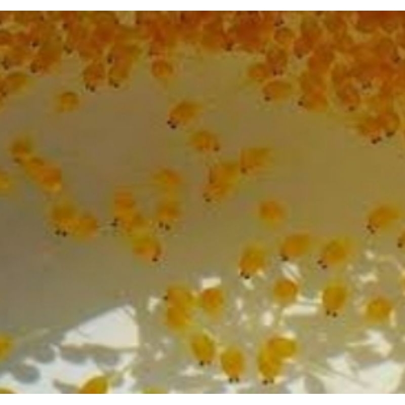 larva gurame soang paket 300 ekor