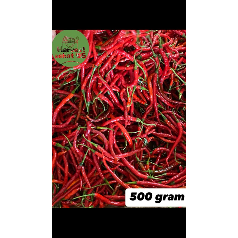 

Cabe Merah Keriting Fresh 500 gram Asli 100%