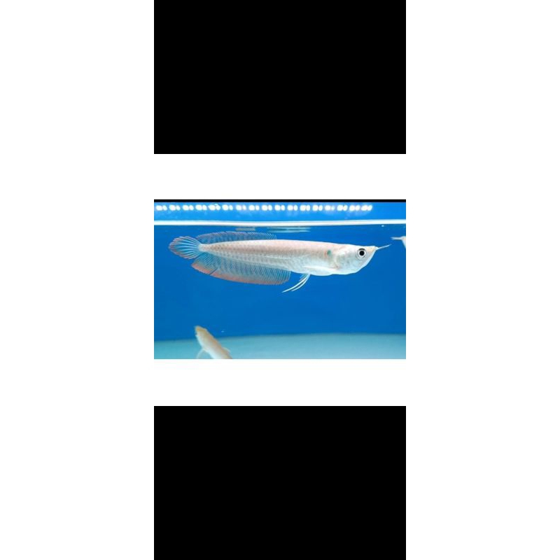 sticker arwana silver 13-15cm