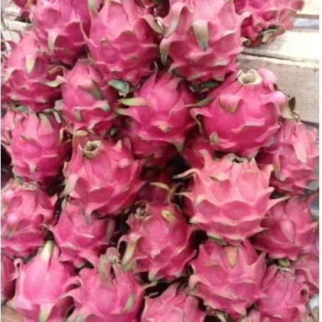 

buah naga merah 500g