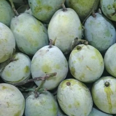 

mangga indramayu 500g