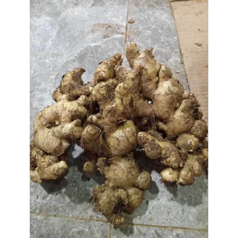 

Jahe Lokal gajah 1 kg