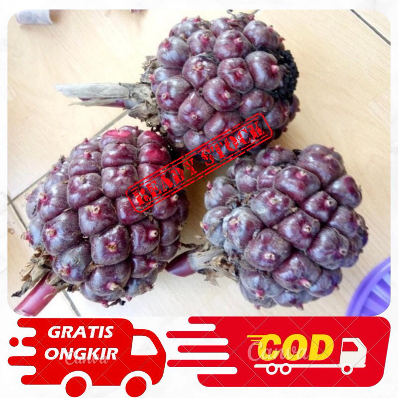 

Buah kecombrang merah segar 1kg/Honje fresh asli petani