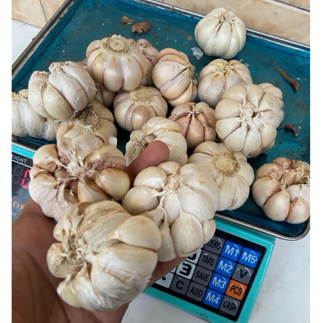 

bawang putih murah 1kg sincu sinco baput promo