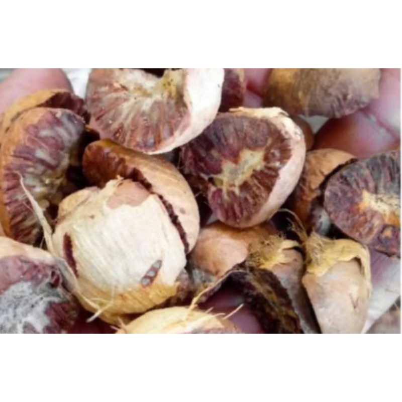

buah Pinang Kupas 1 Kg / jebug / jambe