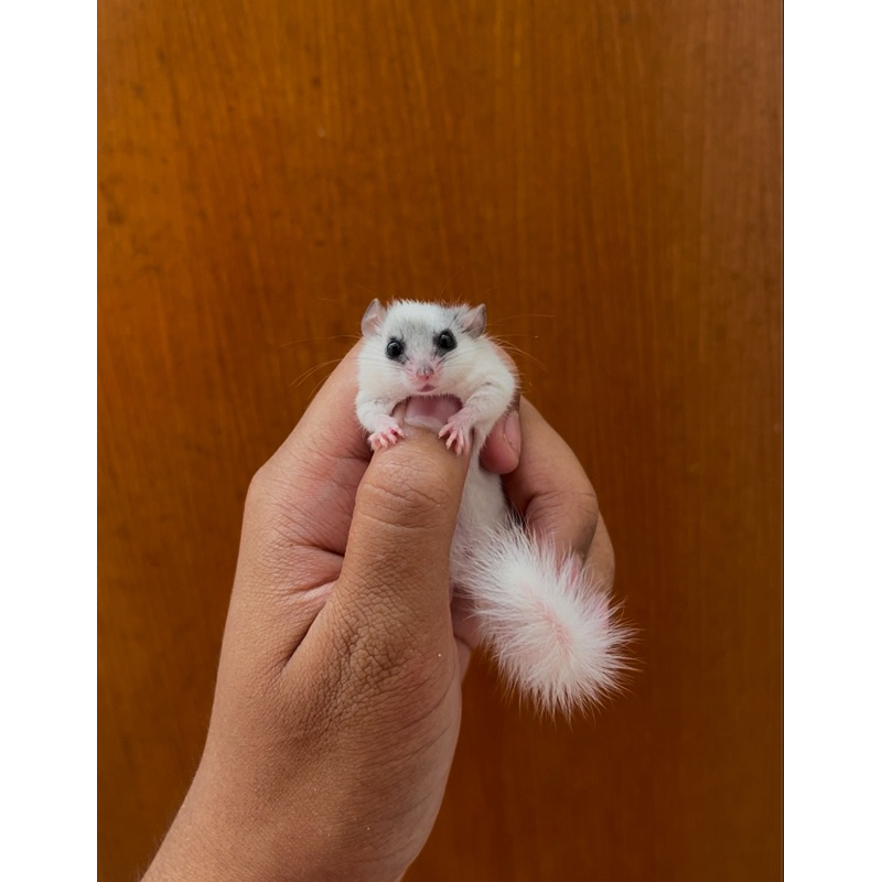 Dormice Snow Sepasang