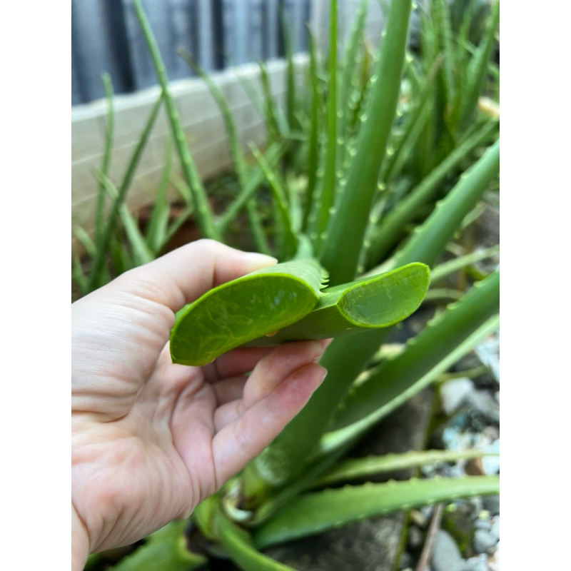 

Aloevera/Pelepah Lidah buaya