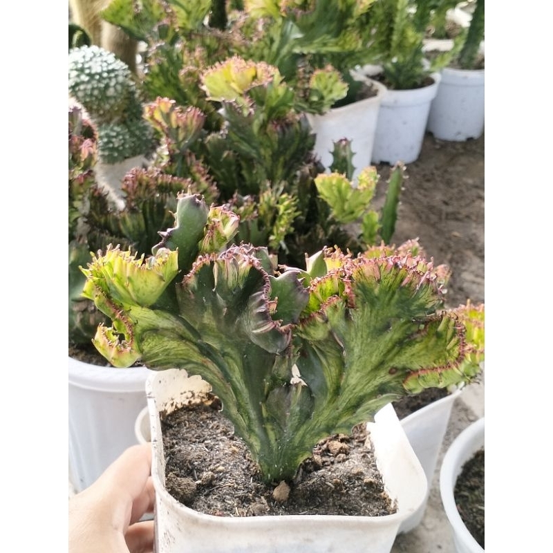 Kaktus Euphorbia Lactea Red on pot 12cm remaja dewasa