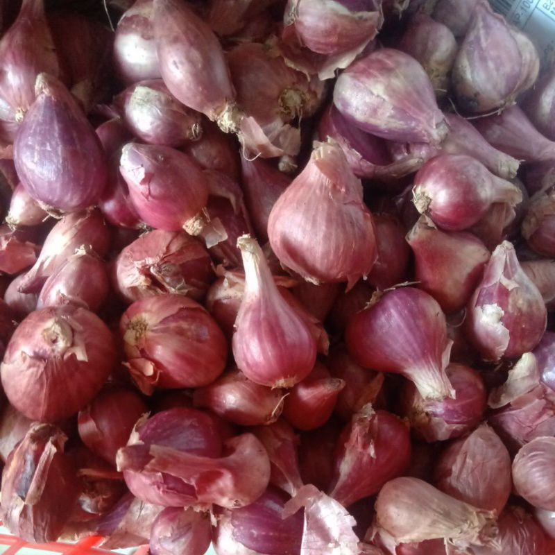 brambang merah