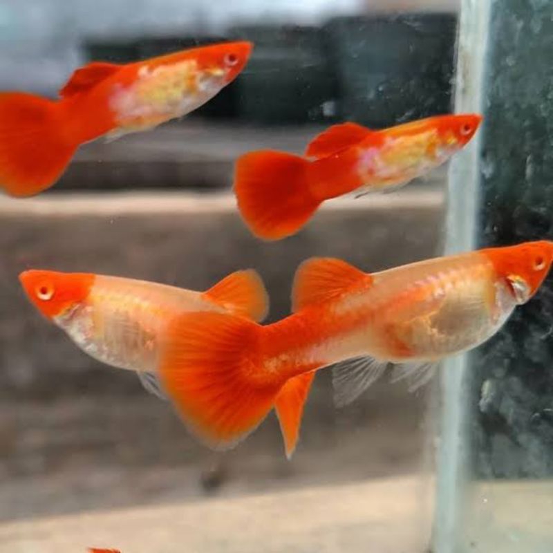 HIASAN MAINAN ALBINO SS KOI garansi