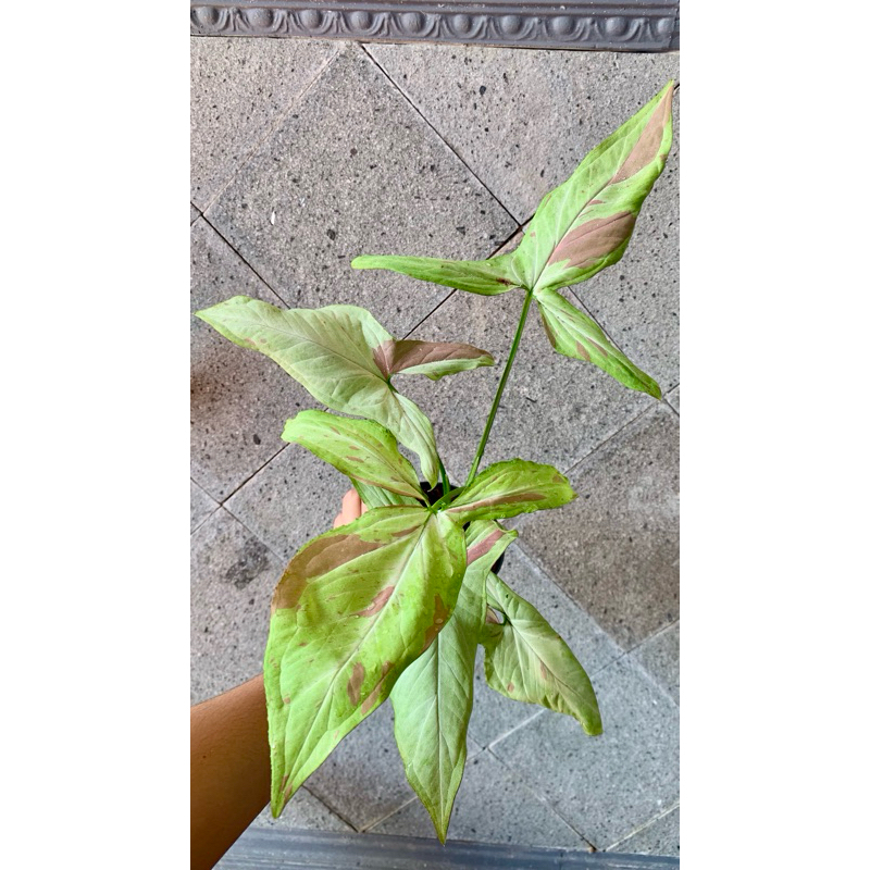 Syngonium Pink Salmon