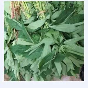 

Daun Singkong