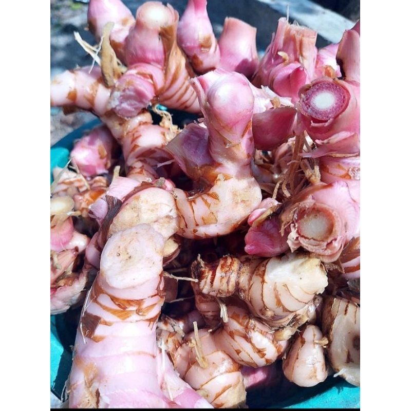 

LENGKUAS LAOS SAYUR CUCI BERSIH 1KG