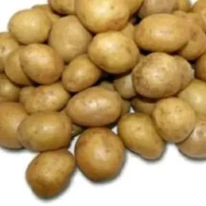 

Kentang Kecil 500 Gram