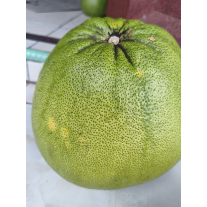 

Pamelo Jeruk Asli dari Muria berat 600-800 gram dikirim dari Kudus Jawa Tengah