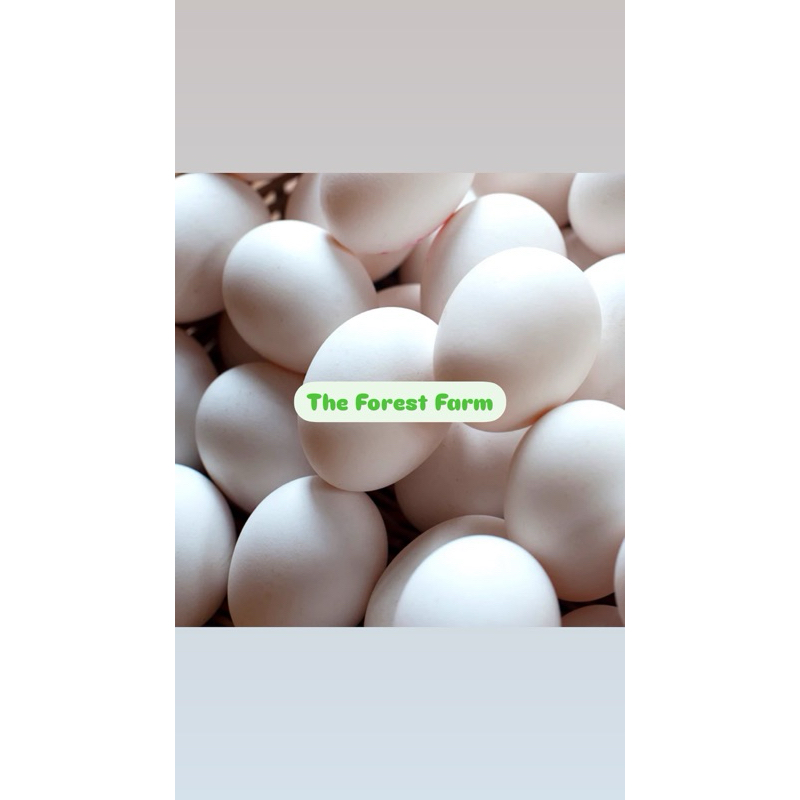 Telur Ayam Brahma Besar Tetas Super Fertil