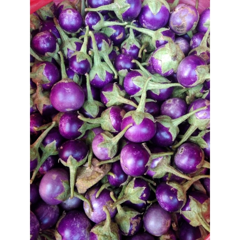 

Terong ungu bulat lalapan . fresh dari kebun.