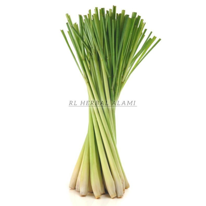 

Sereh untuk bumbu masakan dan rempah - 1 ikat 10 btg
