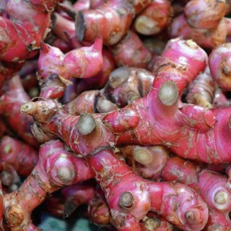 

Lengkuas / Laos merah segar fresh dipetik dadakan saat dipesan 1 kg