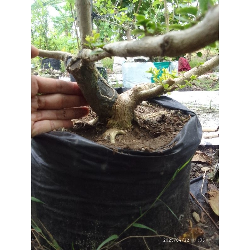 Fashopss_Com Wahong Gunung Ori Bogel, Realpict