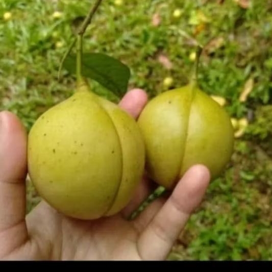 

Buah pala muda pala fress per 1kg