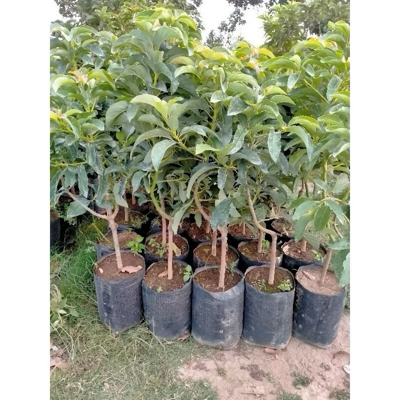 bibit alpukat markus batang besar lebih cepat berbuah