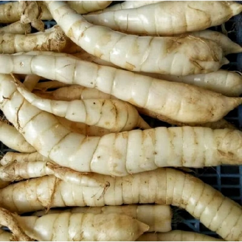 

Umbi Sagu/Umbi Garut Segar 1 kg