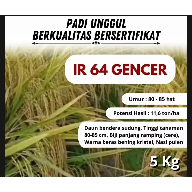 BENIH BIBIT PADI IR 64 GENCER PER 1KG