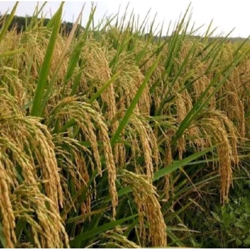 BENIH PADI MR 219 KEMASAN 1KG