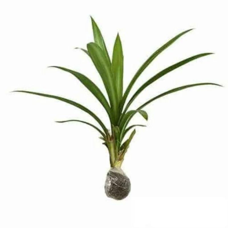

bibit pandan wangi