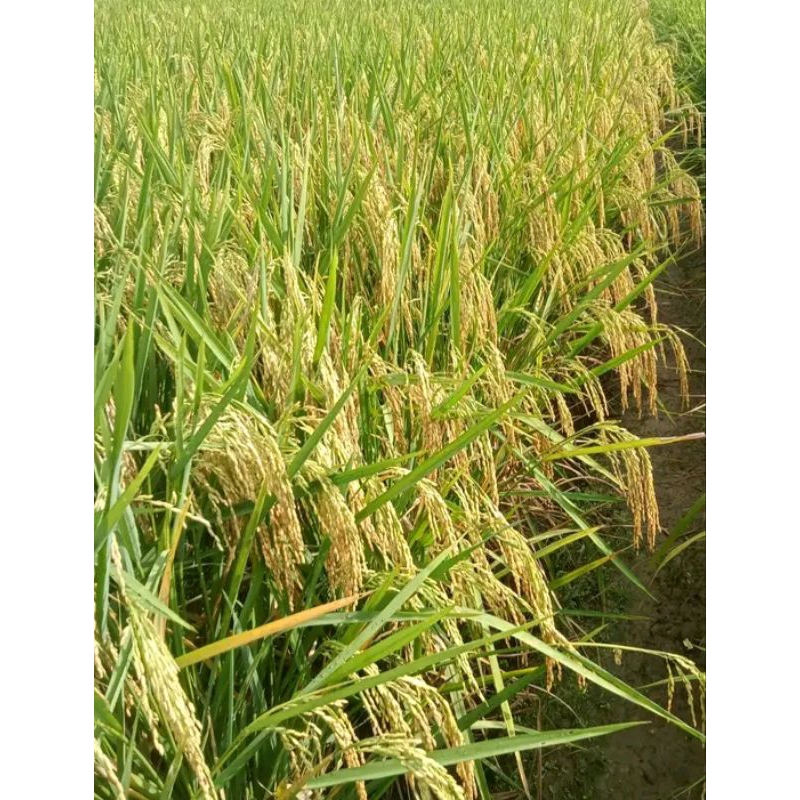 benih padi inpari 42 jumbo 5kg